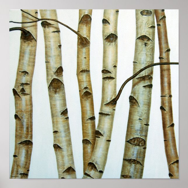 Abedules Blancos Poster (Framsidan)