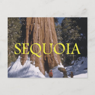 ABH Sequoia Vykort