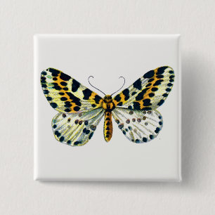 Abraxas grossulariata, Färgbilden Magpie Moth Knapp