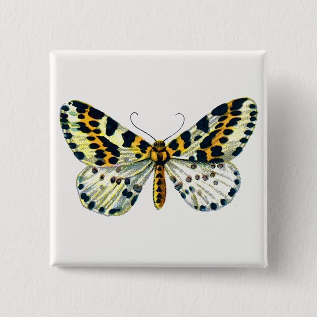 Abraxas grossulariata, Färgbilden Magpie Moth Knapp (Framsida)