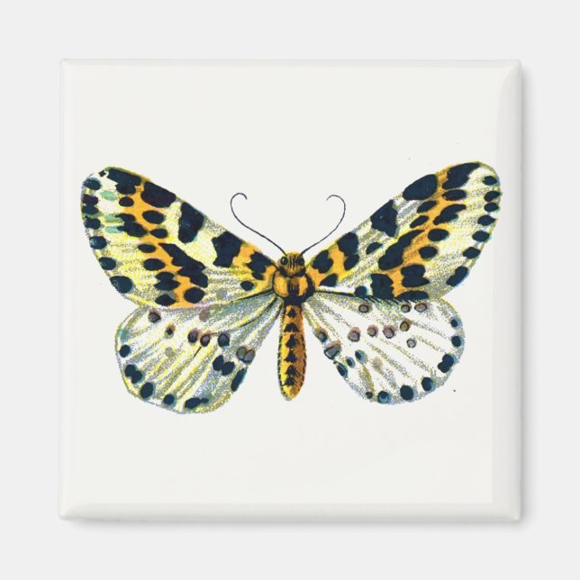 Abraxas grossulariata, Färgbilden Magpie Moth Magnet (Framsidan)
