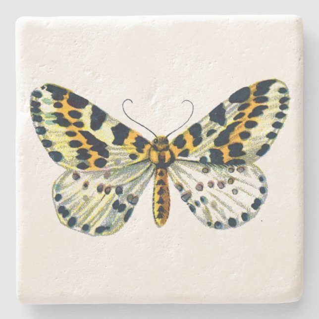 Abraxas grossulariata, Färgbilden Magpie Moth Stenunderlägg (Framsidan)