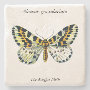 Abraxas grossulariata, Färgbilden Magpie Moth Stenunderlägg