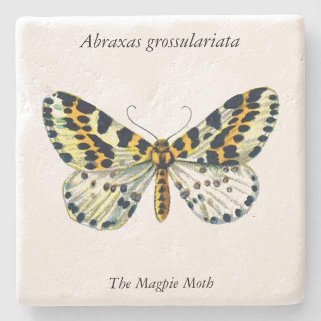 Abraxas grossulariata, Färgbilden Magpie Moth Stenunderlägg (Framsidan)