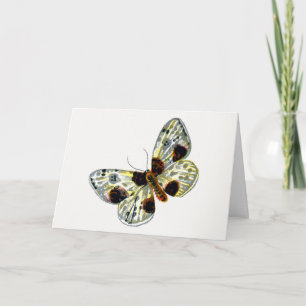 Abraxas sylvata - Den molda Magpie Moth Kort