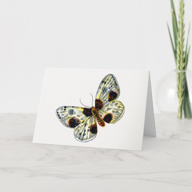 Abraxas sylvata - Den molda Magpie Moth Kort (Framsida)