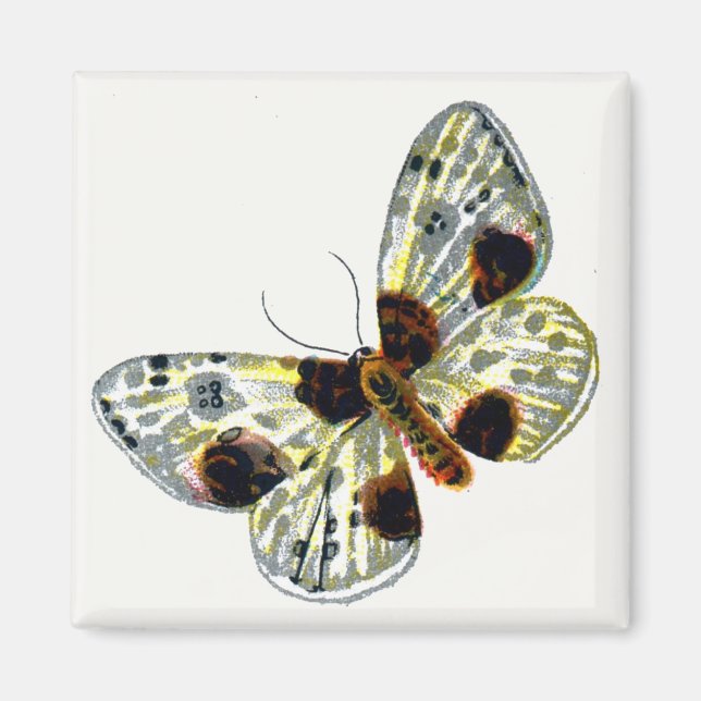 Abraxas sylvata - Den molda Magpie Moth Magnet (Framsidan)