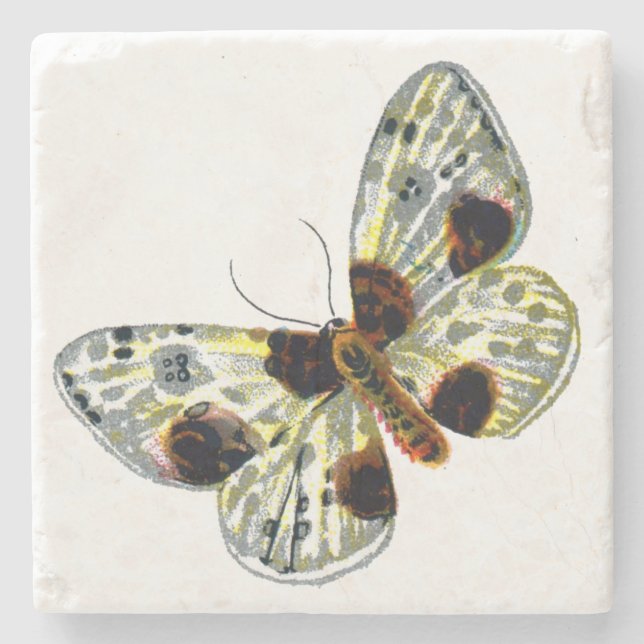 Abraxas sylvata - Den molda Magpie Moth Stenunderlägg (Framsidan)