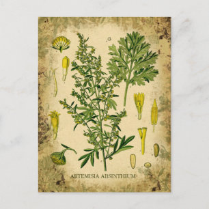 Absinthe Botanical Collage Vykort