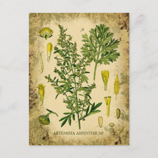 Absinthe Botanical Collage Vykort