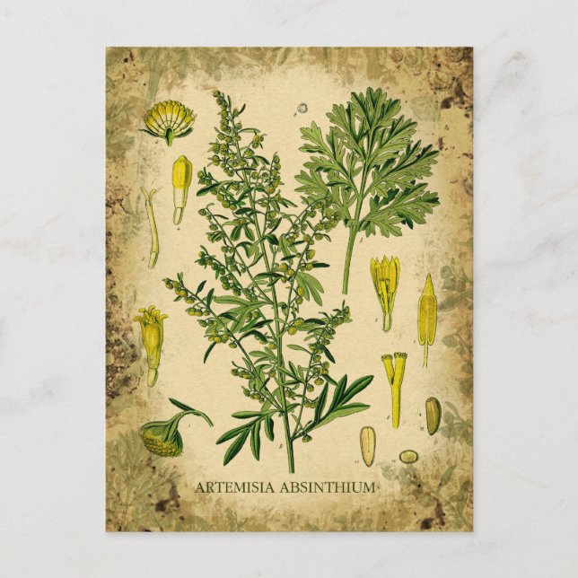Absinthe Botanical Collage Vykort (Framsida)