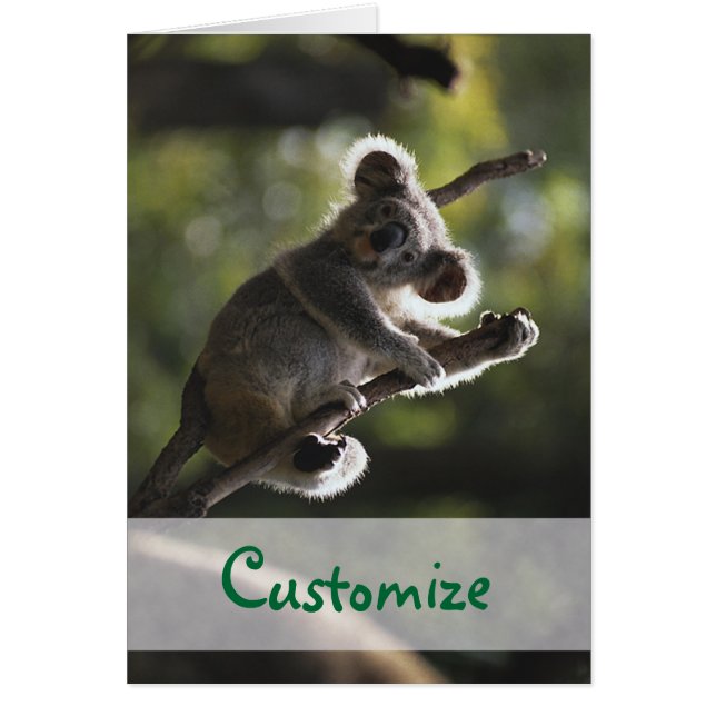 Absolut adsible Koala Bear Hälsningskort (Framsidan)