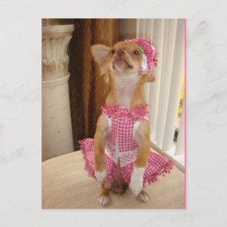 absolut gullig chihuahuavykort vykort