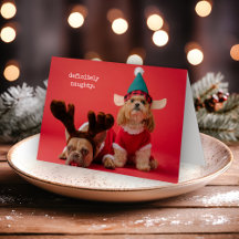 Absolut Naughty Pet Photo Cute Jul