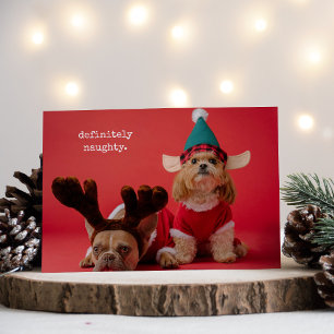 Absolut Naughty Pet Photo Cute Jul Julkort