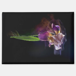Abstract Iris Flower – Elegant Floral Art Magnet