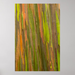 Abstrakt av Eucalyptus Bark Poster