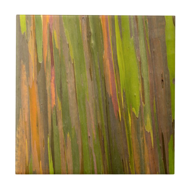Abstrakt av eucalyptusbark kakelplatta (Framsidan)