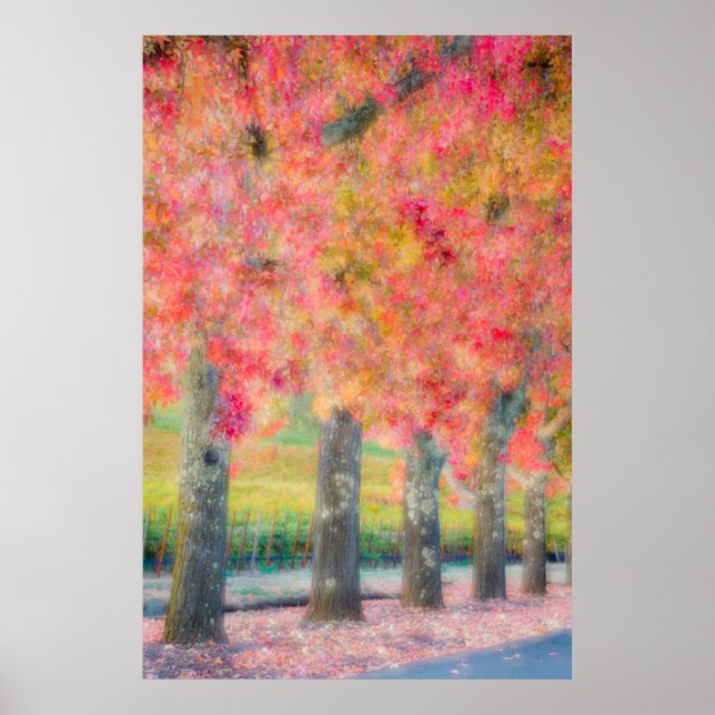 Abstrakt av Napa Valley-träd Poster (Framsidan)
