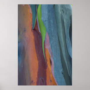 Abstrakt av regnbågseukalyptus poster