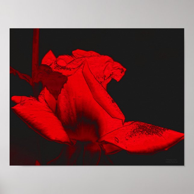 Abstrakt av rödHettens Rosenknopp Flower Art Poster (Framsidan)
