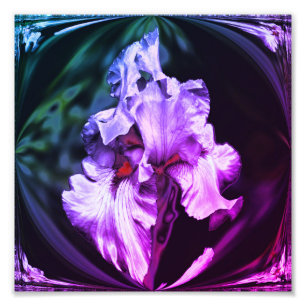 Abstrakt Beared Iris Flower Art 8x8 Fototryck