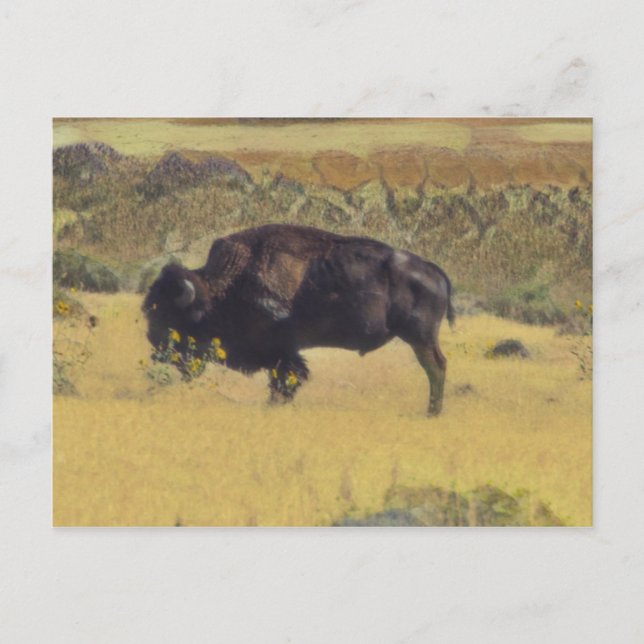 Abstrakt Bison i en gult fält av blommor Vykort (Framsida)