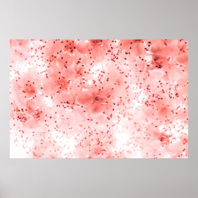 Abstrakt blomsterbakgrund av rosa blommor över pas poster (Framsidan)