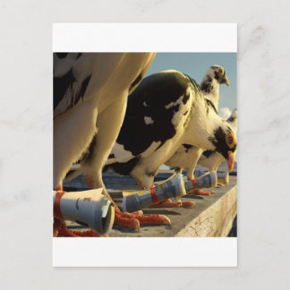 Abstrakt: Djurets Pigeon-meddelande Vykort