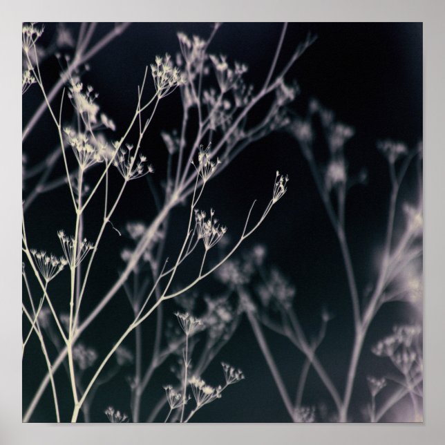 Abstrakt för Blommigt av elegant Mörk Poster (Framsidan)