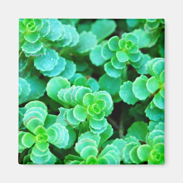 Abstrakt för Blommigt av grönt Magnet (Framsidan)