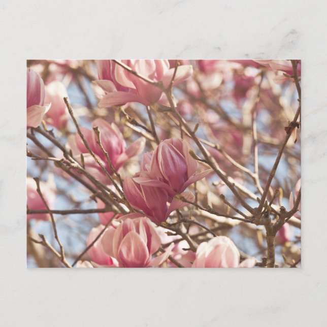 Abstrakt Fotografi av Rosa Tulip Träd Vykort (Framsida)