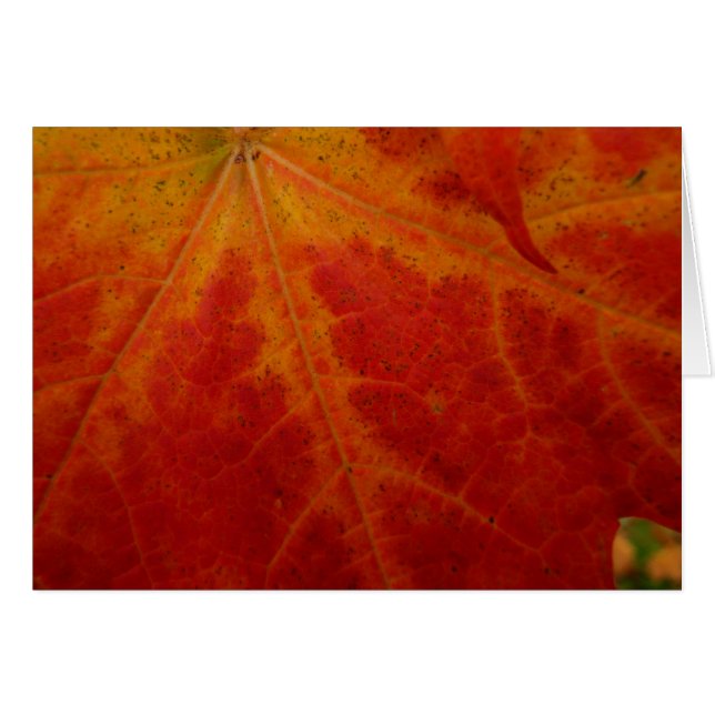 Abstrakt höstnaturfotografering med rött lönnlöv OBS kort (Framsidan Horizontal)