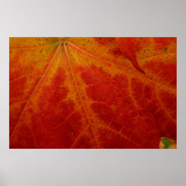 Abstrakt höstnaturfotografering med rött lönnlöv poster (Framsidan)
