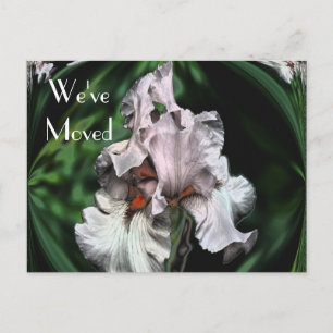 Abstrakt Iris Flower Ny adress Meddelande Vykort