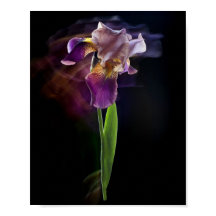 Abstrakt Irisblomma – Elegant blomsterkonst