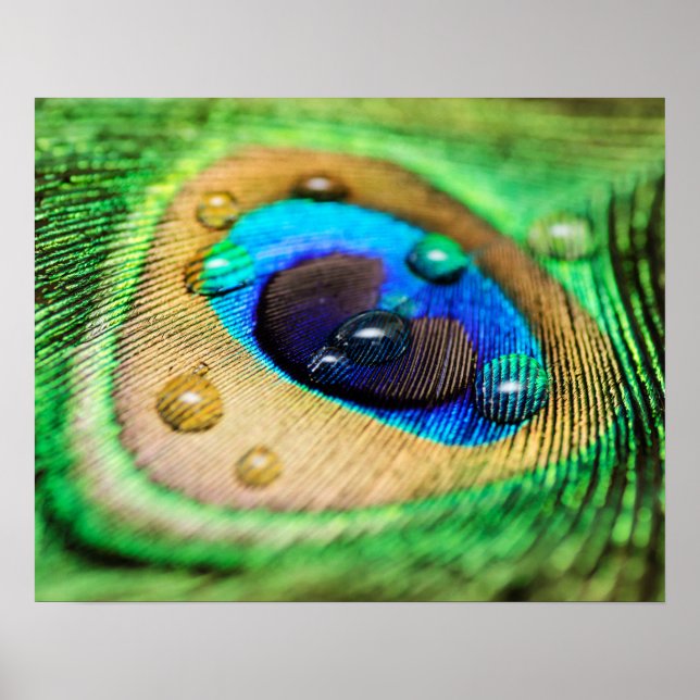 Abstrakt Makro Peacock Feather med droppar Poster (Framsidan)