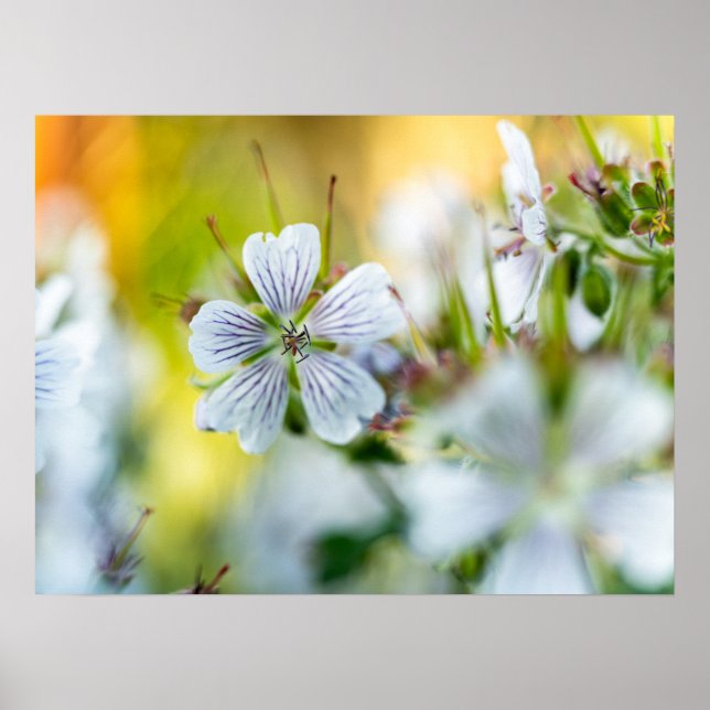 Abstrakt naturfotografi av vit pelargoniumblomma poster (Framsidan)