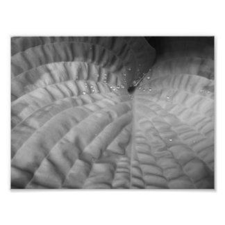 Abstrakt och vattendroppar i löv-B&W Fototryck