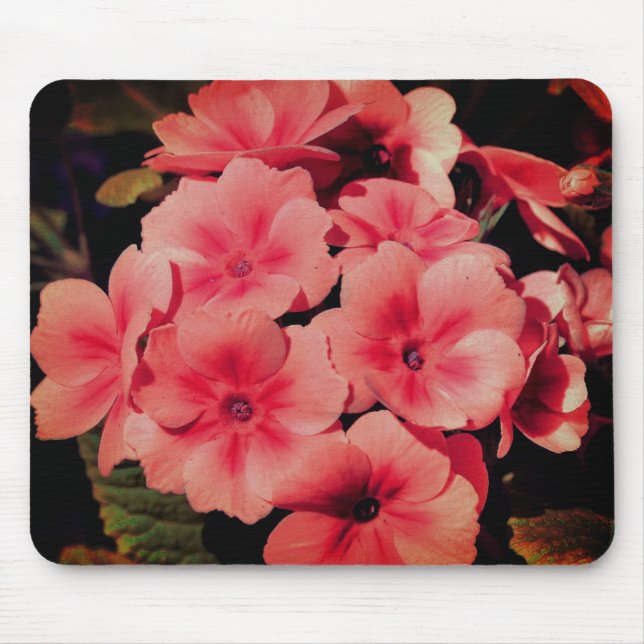 Abstrakt Peach Primrose Flower Art Musmatta (Framsidan)