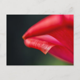 Abstrakt röd tulpanblomma Kronblad Makrofotografi Vykort