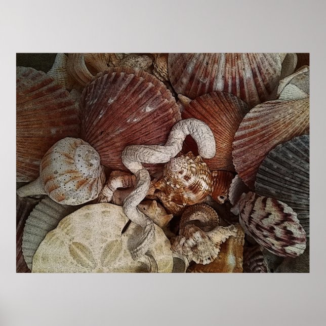 Abstrakt Seashells Sand Dollar Poster (Framsidan)