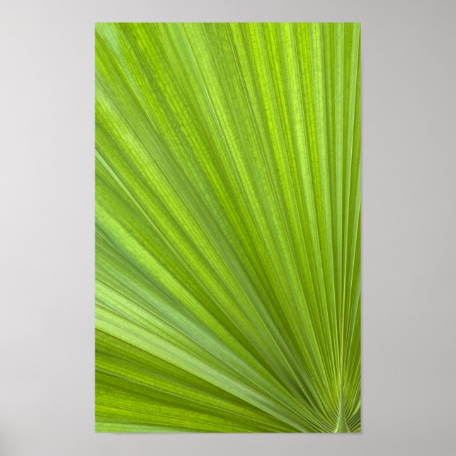 Abstrakt tropisk grön palmlöv poster (Framsidan)