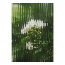 Abstrakt Vita Blommor genom Riffligt Glas