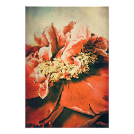 Abstrakte Pfingstrose Fototryck