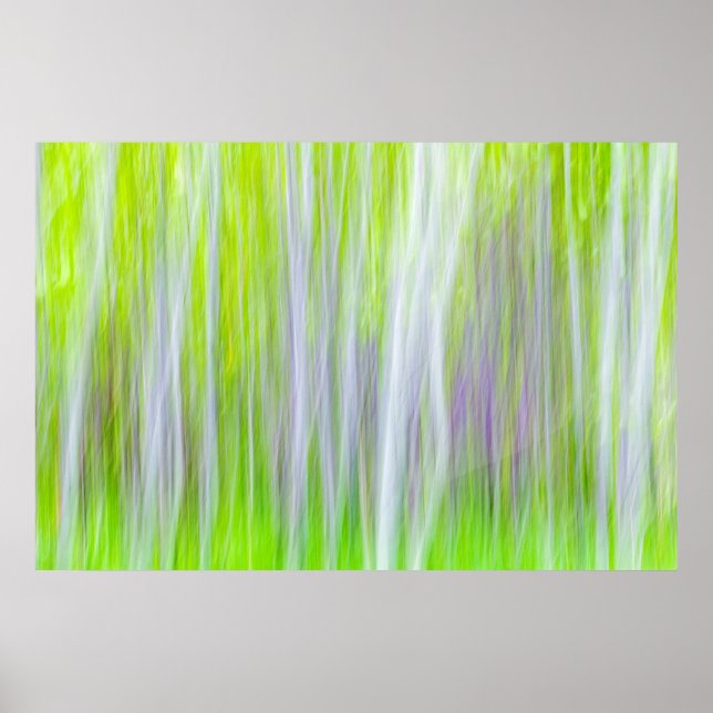 Abstrakten Aspen Träd | Yakima River Trail, WA Poster (Framsidan)