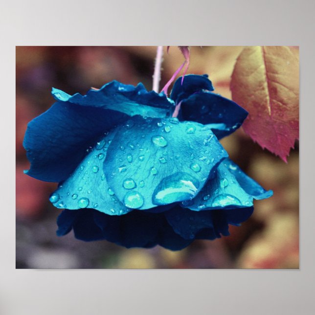 Abstrakten Blå Ro-lingering av regndroppar,  Flowe Poster (Framsidan)
