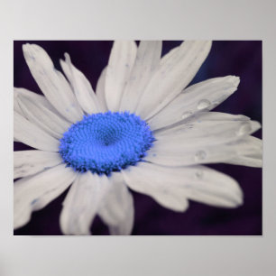 Abstrakten daisy Flower Blue Center Raindros Poster