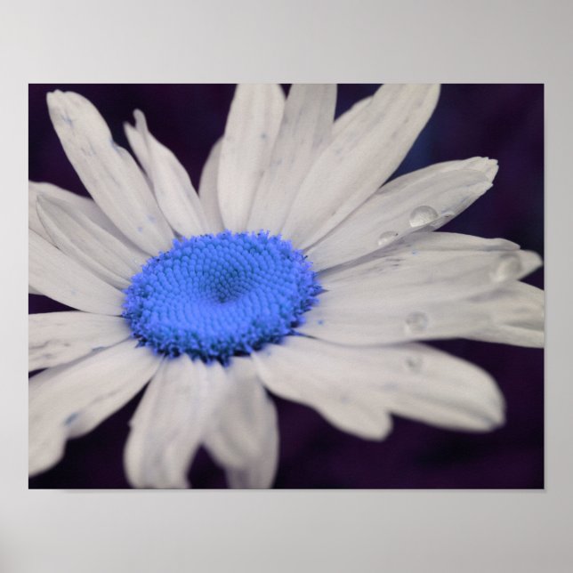 Abstrakten daisy Flower Blue Center Raindros Poster (Framsidan)