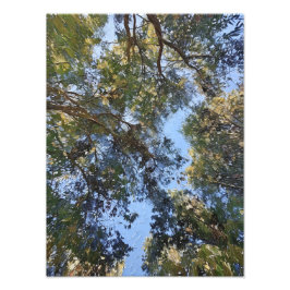 Abstraktens natur Reflektion av Träd Fototryck